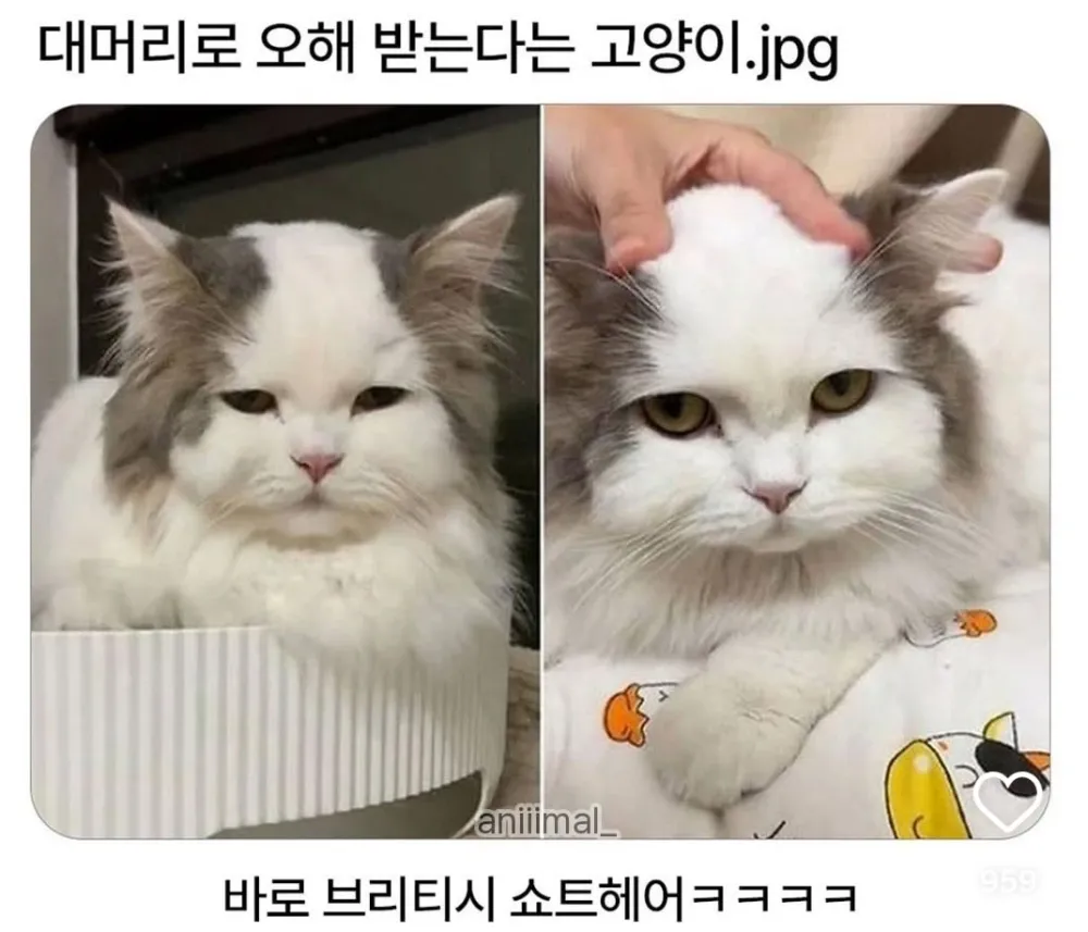 1765211118609.webp